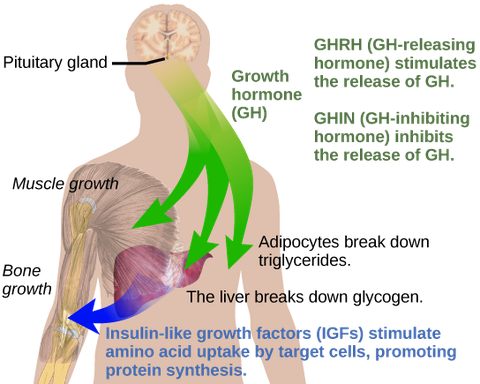 Regulation of Body Processes