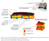 Cellular Structure (Plasma Membrane) and Function Cellular Structure (Plasma Membrane) and Function