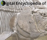 Digital Encyclopedia of Ancient Life (DEAL)