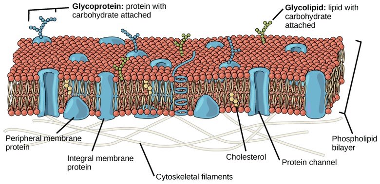 Components and Structure