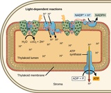 Biology, The Cell, Photosynthesis, Using Light Energy to Make Organic Molecules