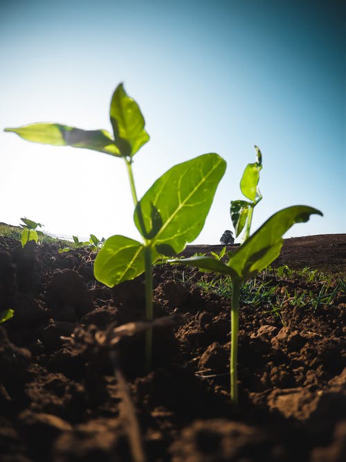 PEI SOLS MS: Regenerative Agriculture