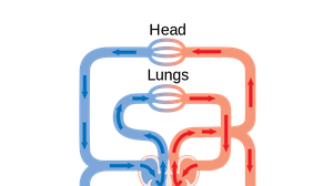 Overview of the Circulatory System | OER Commons