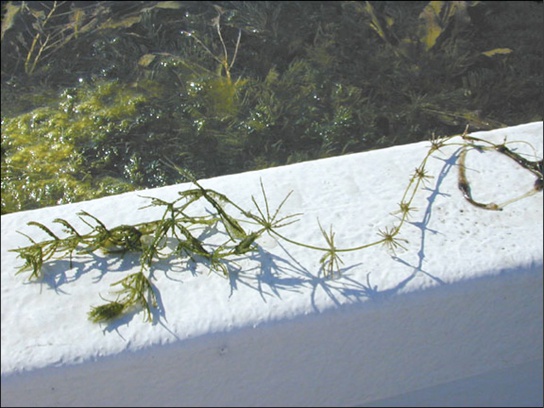 Green Algae: Precursors of Land Plants