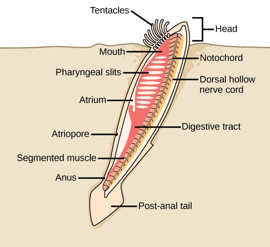 Chordates