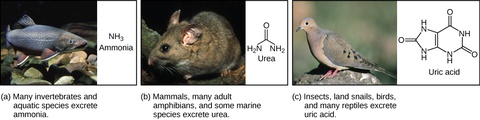 Nitrogenous Wastes