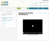Angiosperm Double Fertilization Angiosperm Double Fertilization