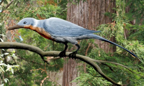 Birds