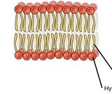 Biology, The Chemistry of Life, Biological Macromolecules, Lipids