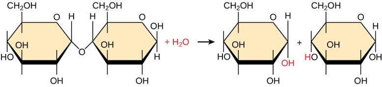 Synthesis of Biological Macromolecules
