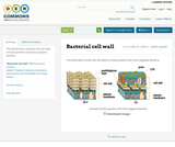 Bacterial cell wall