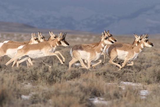 Life Histories and Natural Selection