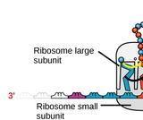 Biology, The Chemistry of Life, Biological Macromolecules, Nucleic Acids