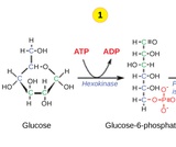 Biology, The Cell, Cellular Respiration, Glycolysis