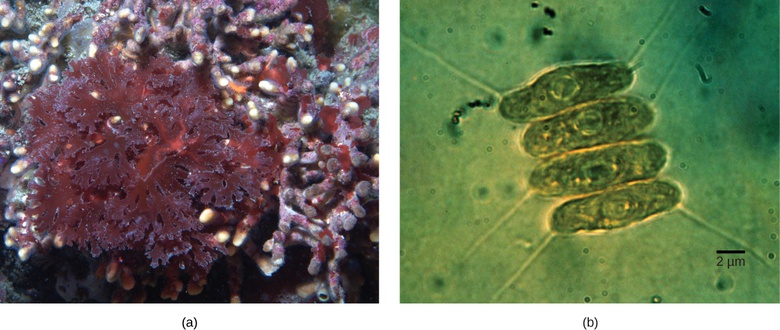 Eukaryotic Origins