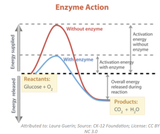 Enzymatic Proteins - How They Regulate Life Enzymatic Proteins - How They Regulate Life