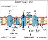 Biology, The Cell, Cellular Respiration, Oxidative Phosphorylation