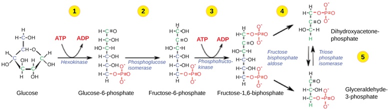 Glycolysis