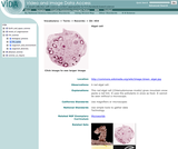 Algal cell Algal cell