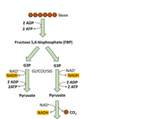 Glucose Oxidation