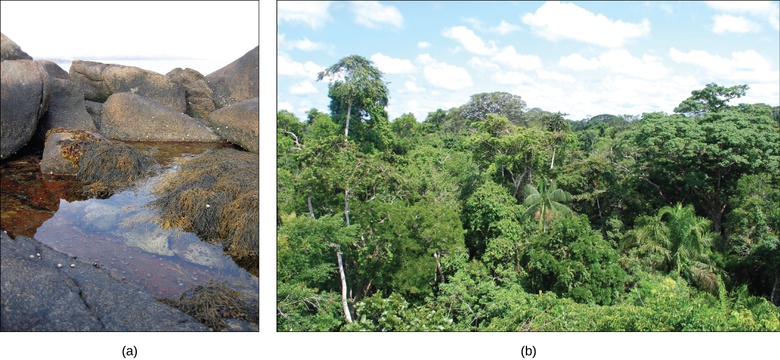 Ecology of Ecosystems