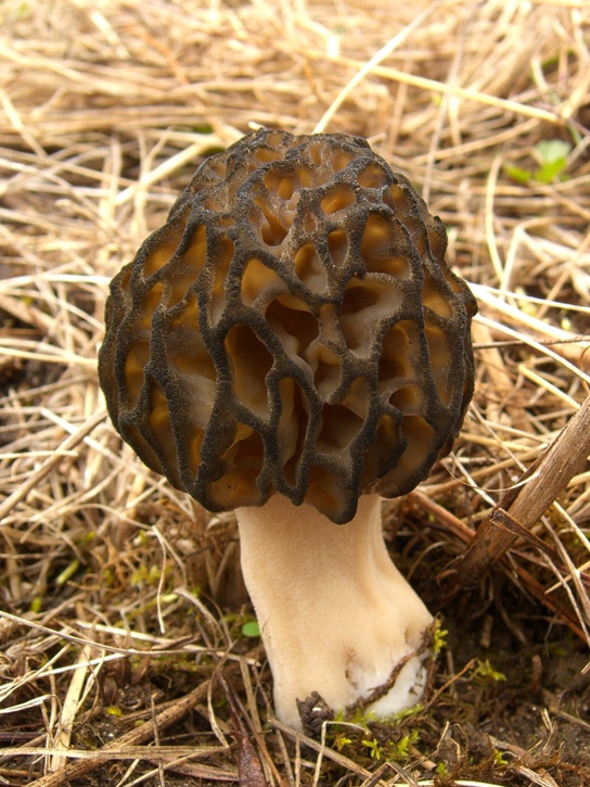 Importance of Fungi in Human Life