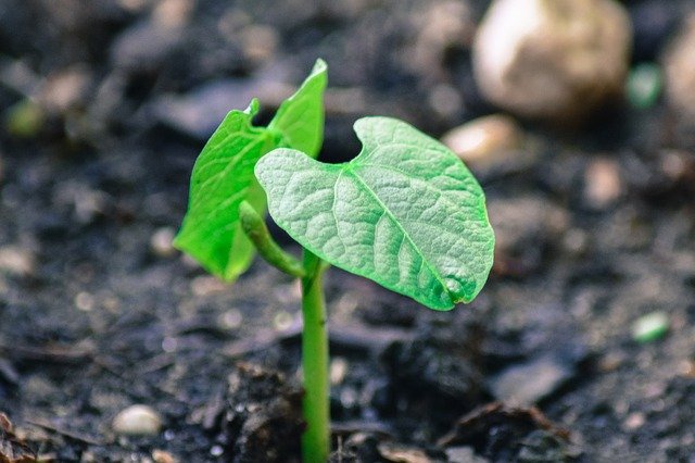 Grade 5 - Elementary Science and Integrated Subjects: Where Do Plants Get What They Need to Grow?