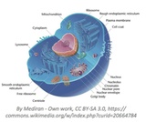 Eukaryotic Cells Eukaryotic Cells