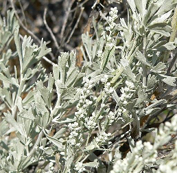 Grade 4 - Elementary Science and Integrated Subjects: Sage Grouse and Sagebrush, Threatened Partners