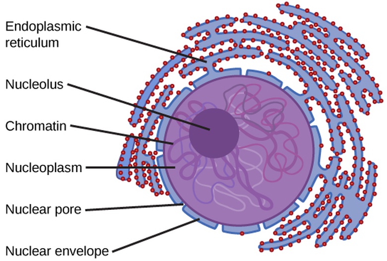 Eukaryotic Cells