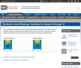 The Brain's Inner Workings