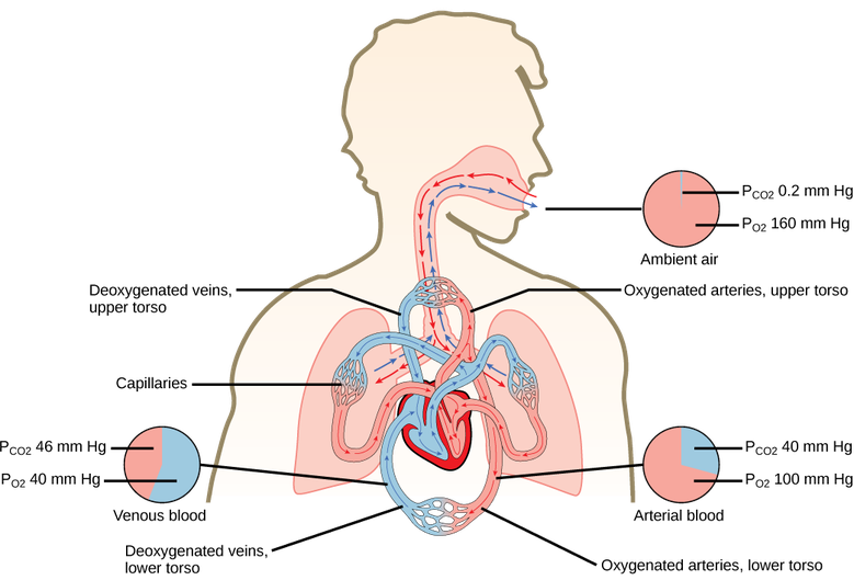 Gas Exchange across Respiratory Surfaces