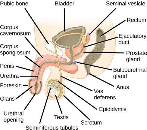 Human Reproductive Anatomy and Gametogenesis