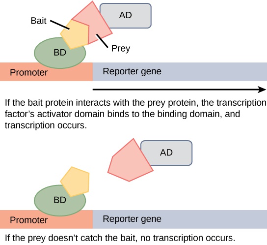 Genomics and Proteomics