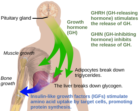 Regulation of Body Processes