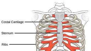 Biology, Animal Structure and Function, The Musculoskeletal System ...