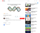 DNA Transcription and Translation Video