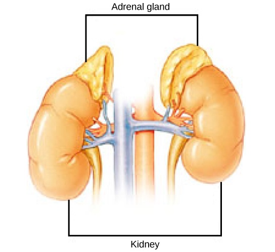 Endocrine Glands