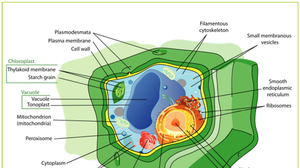Assignmentvista Adult School