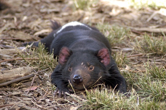 Mammals