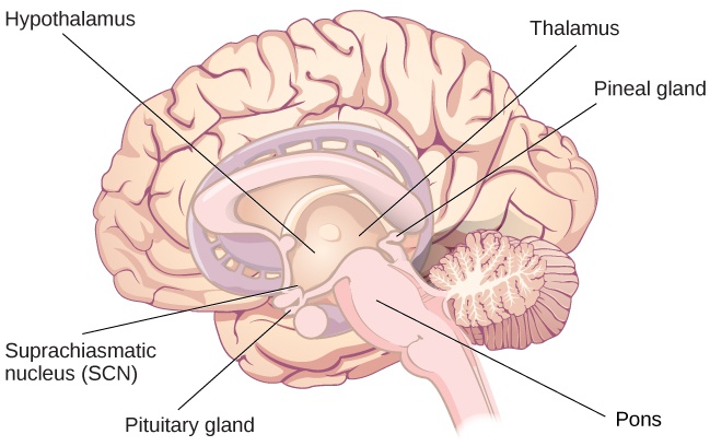 Sleep and Why We Sleep