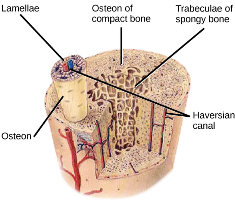 Bone