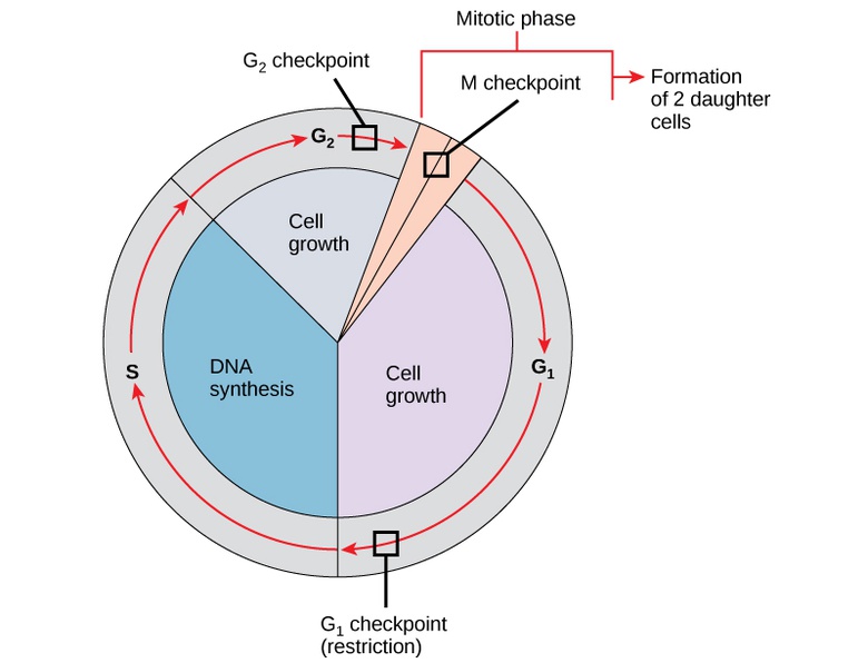 Prokaryotic Cell Division
