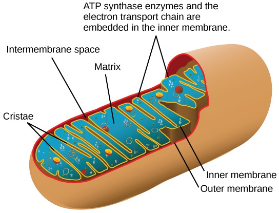 Energy in Living Systems