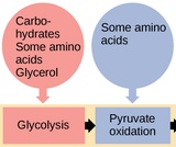 Biology, The Cell, Cellular Respiration, Connections of Carbohydrate, Protein, and Lipid Metabolic Pathways