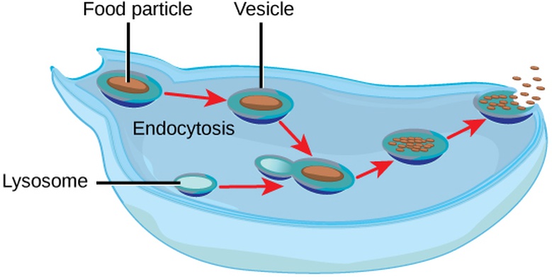 Excretion Systems