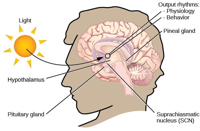 What Is Consciousness?