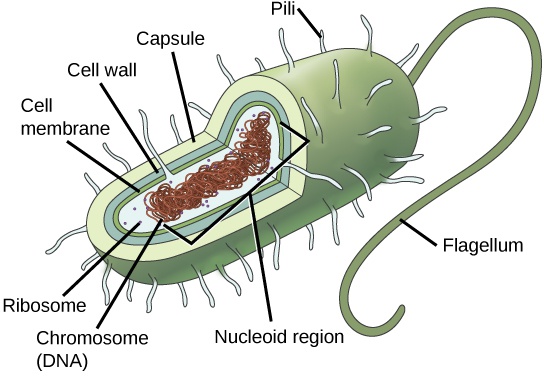 Prokaryotic Cells