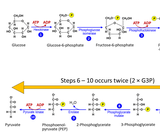 Glycolysis Pathway