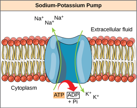 Biology; The Cell; Metabolism; ATP: Adenosine Triphosphate | OER Commons